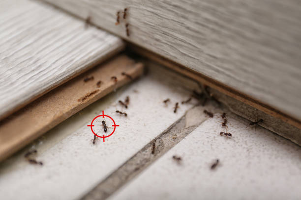 Best Flea Control Services  in Brownfield, TX