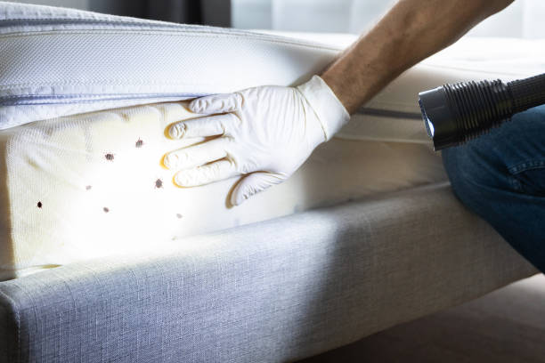 Best Pest Control for Homes  in Brownfield, TX