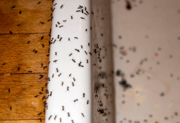 Best Insect Control  in Brownfield, TX