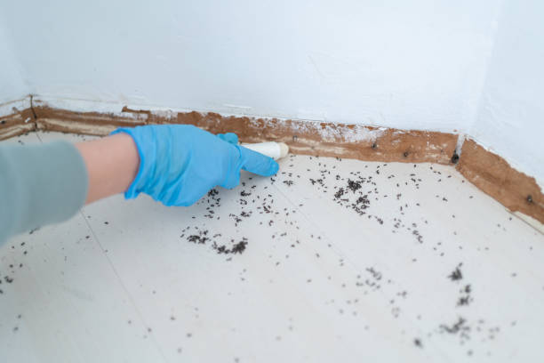 Best Termite Control Services  in Brownfield, TX