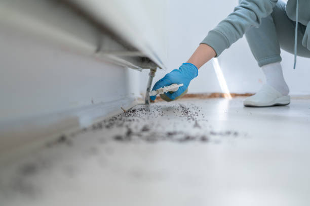 Wasp Removal Services in Brownfield, TX